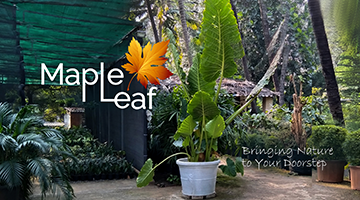 Beautiful landscape design